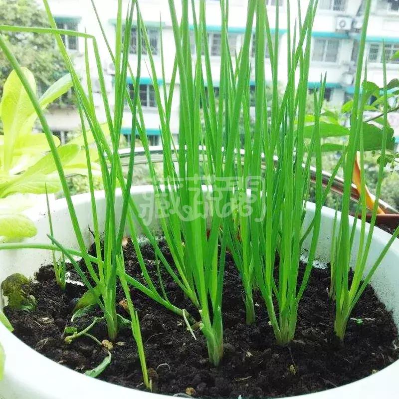 可以调味增香的蔬菜,让你越吃越香的蔬菜