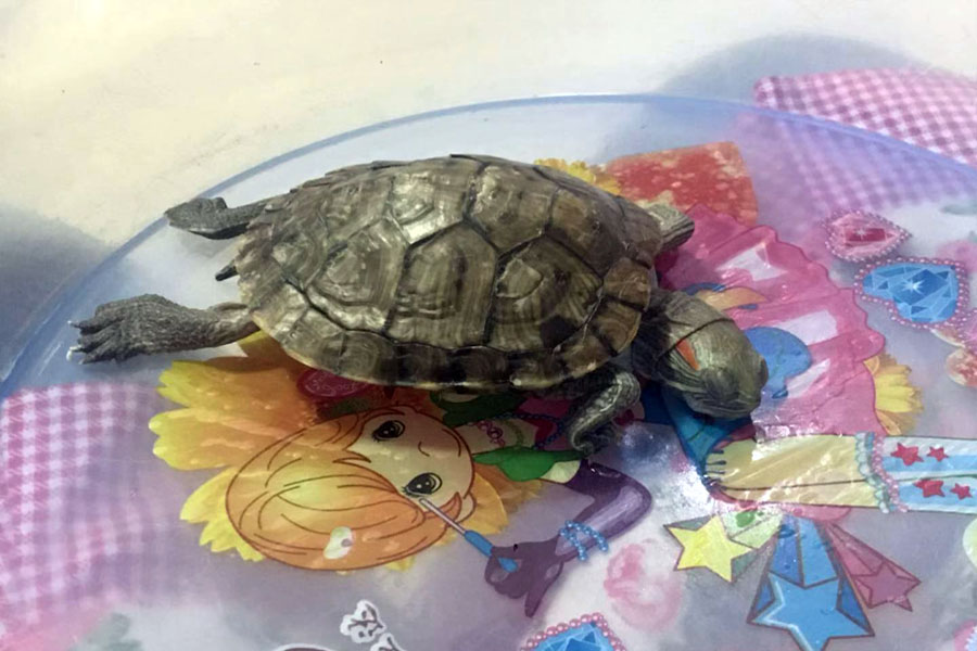 乌龟中暑了会自己好吗,乌龟暴晒中暑