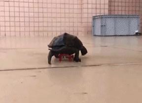 搞笑动图gif表情包可爱,搞笑动图gif图片合集