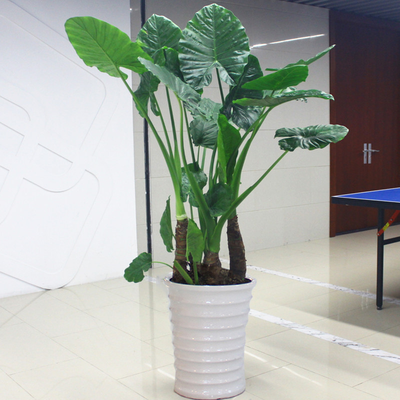 好看又好养的盆花,人养花也养人