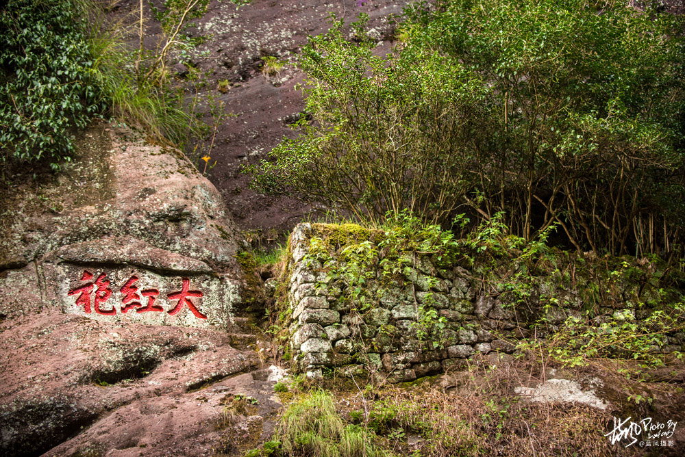 每克卖一万，这几株岩壁上的大红袍茶树，堪称武夷山的镇山之宝