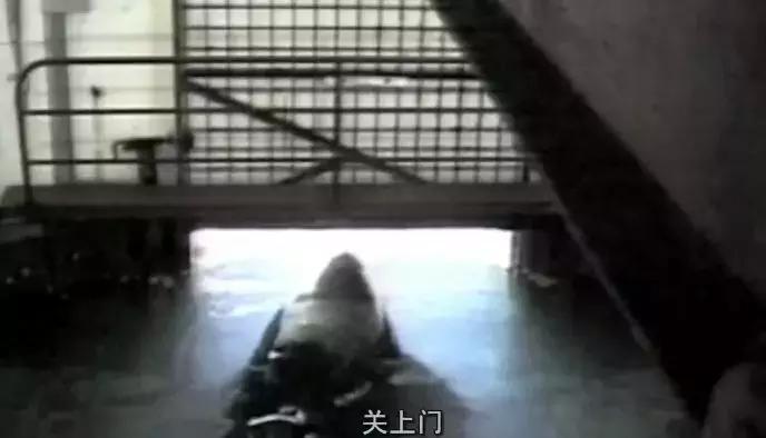 小飞象真实事件,小飞象的真实故事