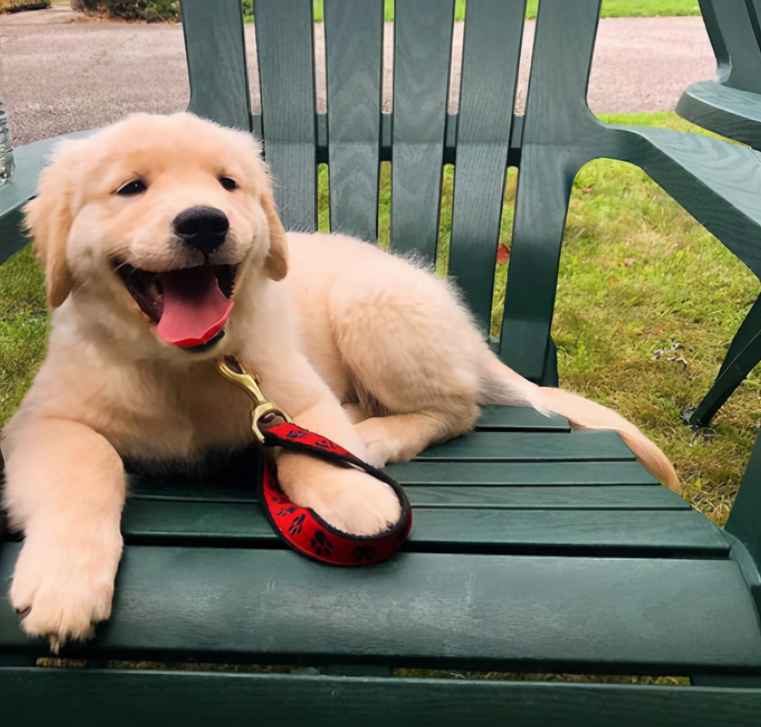金毛犬怎么挑选纯不纯,金毛犬要怎么挑选才是最好的