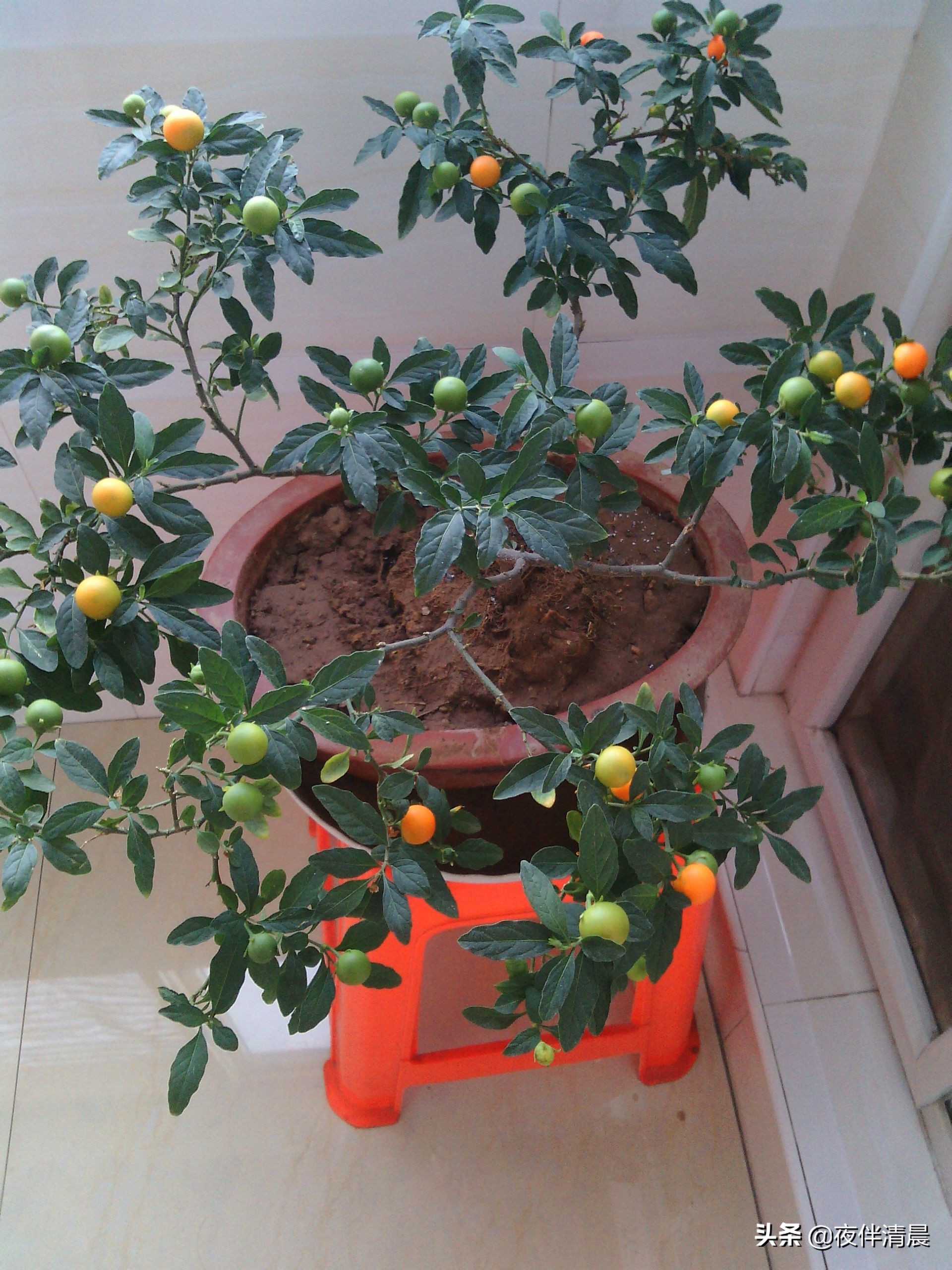 农村地头常见的野果野草,农村一野草叫刺草药