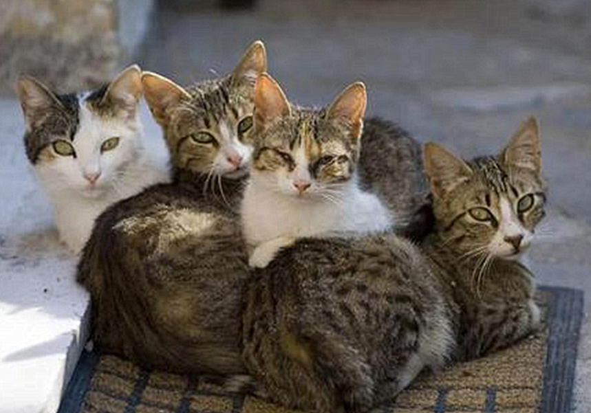 猫咪真怀孕或假怀孕,辟谣猫咪真的会记仇吗