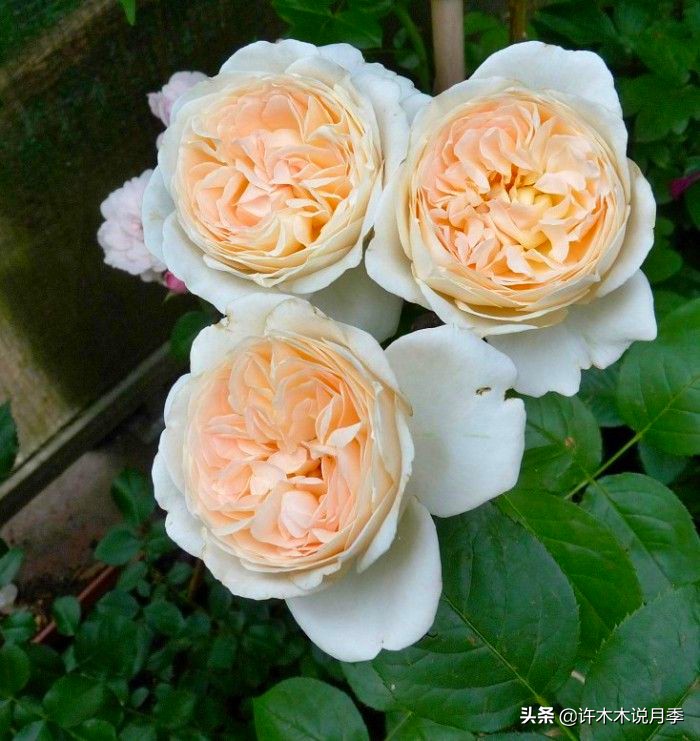 月季红蜘蛛紧急处理,月季红蜘蛛怎么预防