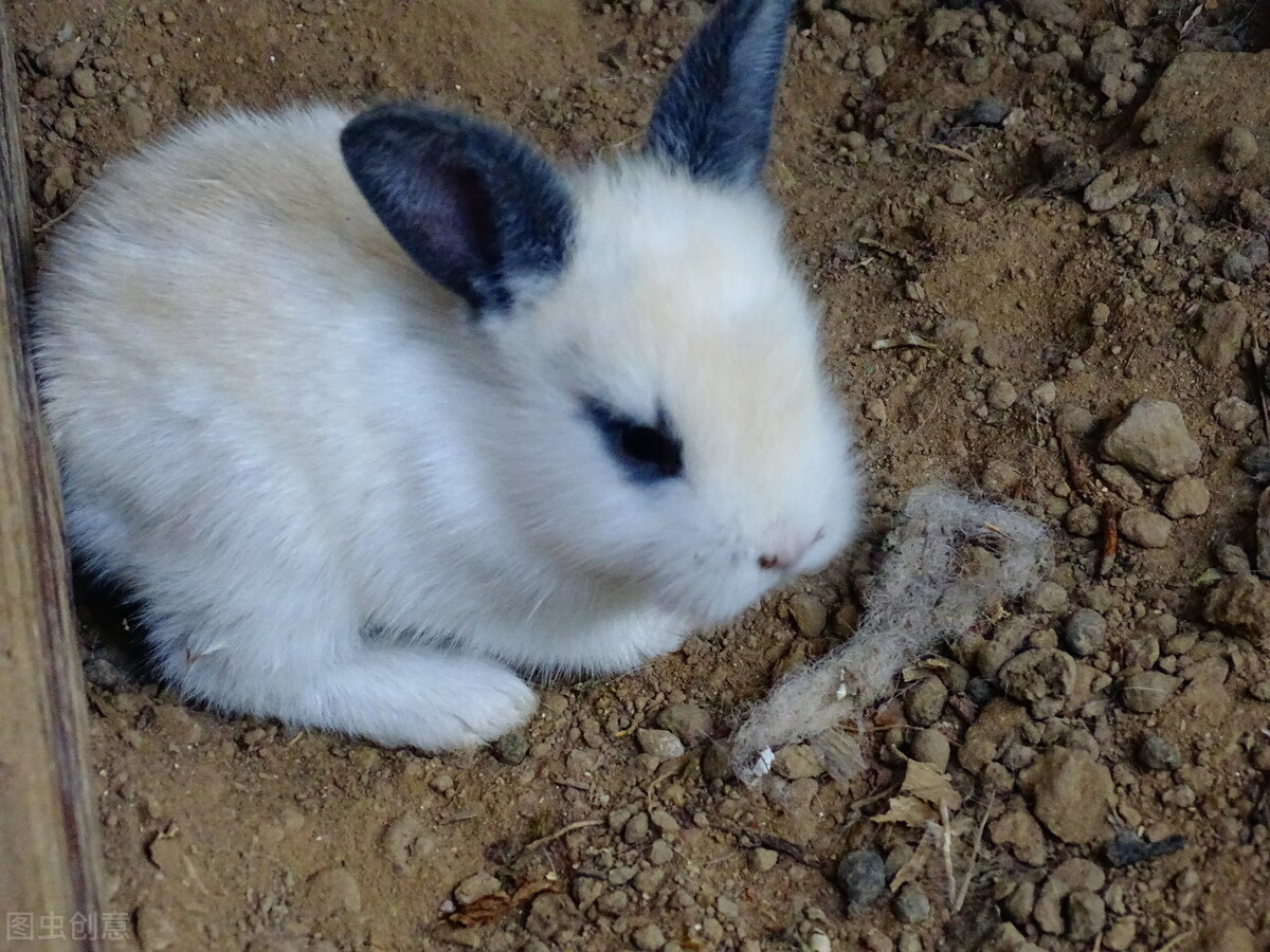 兔子脚受伤还拉出血怎么回事,兔子流血了还能活多久