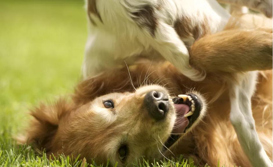 被别人狗抓伤对方不负责犯法吗,被狗狗咬伤抓伤怎么处理