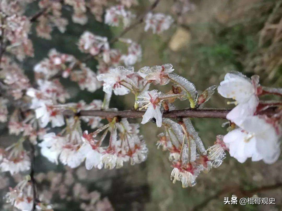 中国十大名茶应该如何排名,中国十大名茶最新排名及其特点