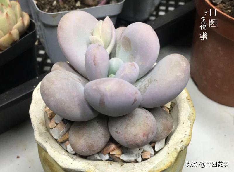 多肉底下叶片发皱浇水后还是一样,多肉叶片干瘪发皱浇水后也不恢复