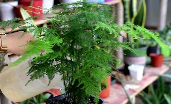 如何让盆栽的花多开花,如何使盆栽的花花期长