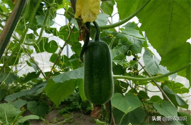 南瓜冬瓜什么时间种植最好,冬瓜的种植技术主蔓何时打顶