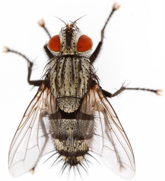 瓢虫害虫和益虫的区别图,益虫害虫有哪些视频