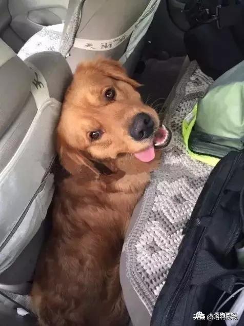 金毛犬聪明吗,德国牧羊犬聪明还是金毛犬聪明