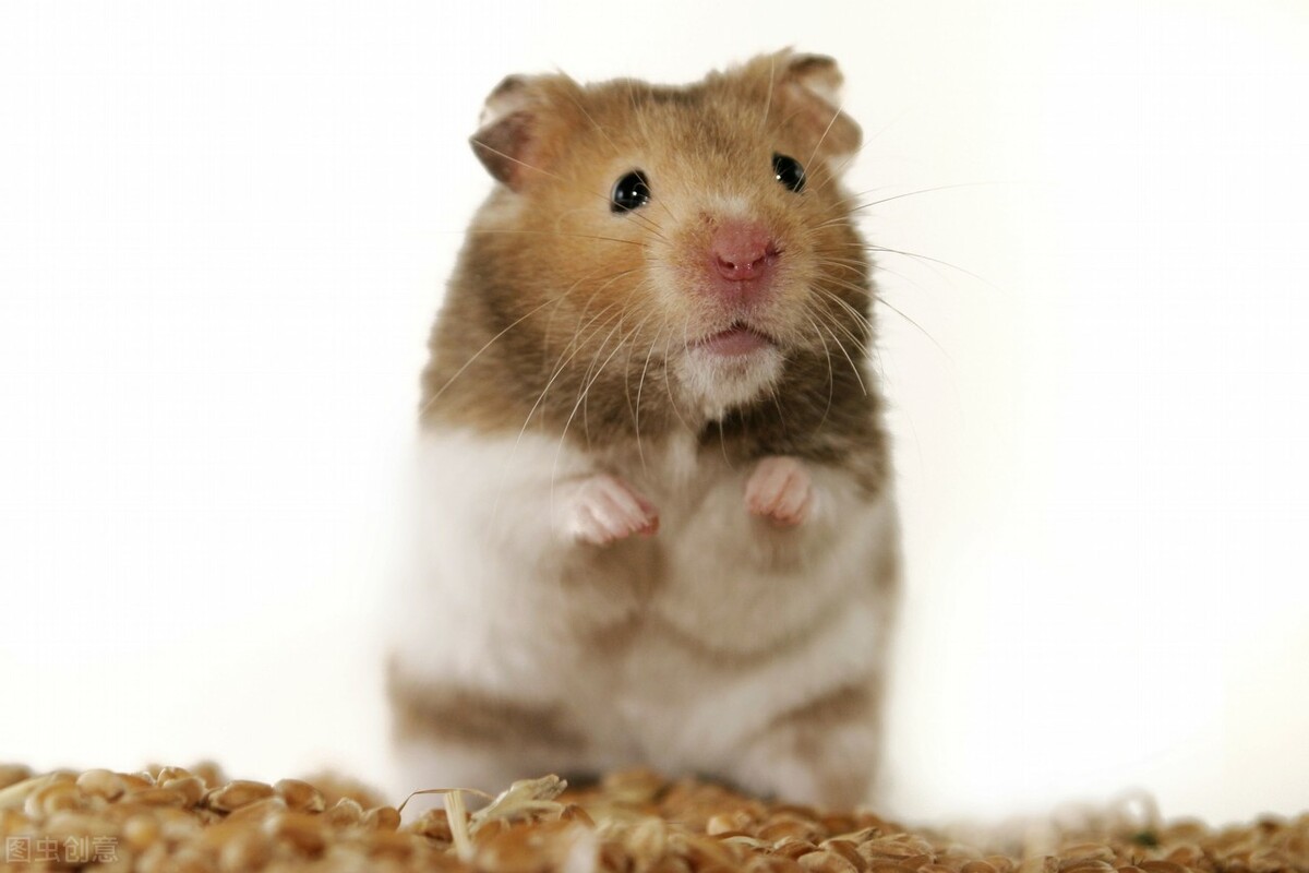 仓鼠应激反应会自愈吗视频,养宠经验分享