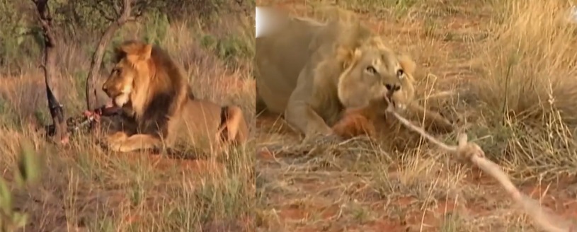 被误解的鬣狗,被误解最深的动物鬣狗