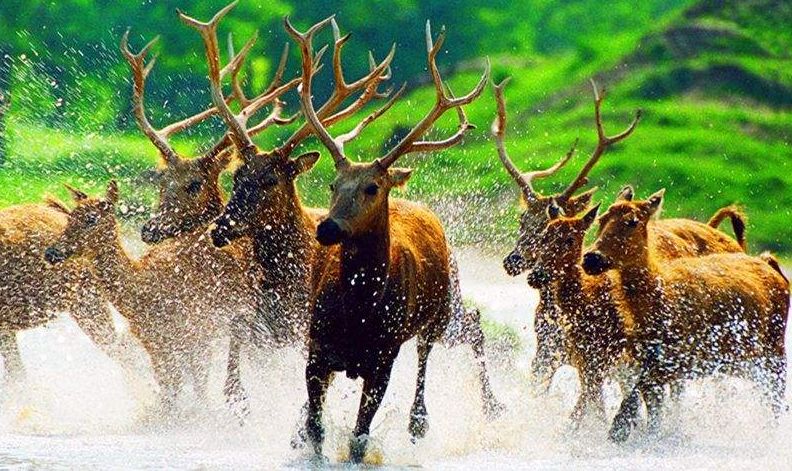 【词风雅韵】冯振宇|尚湖波碧长堤纵叠翠虞山形卧牛,词林正韵