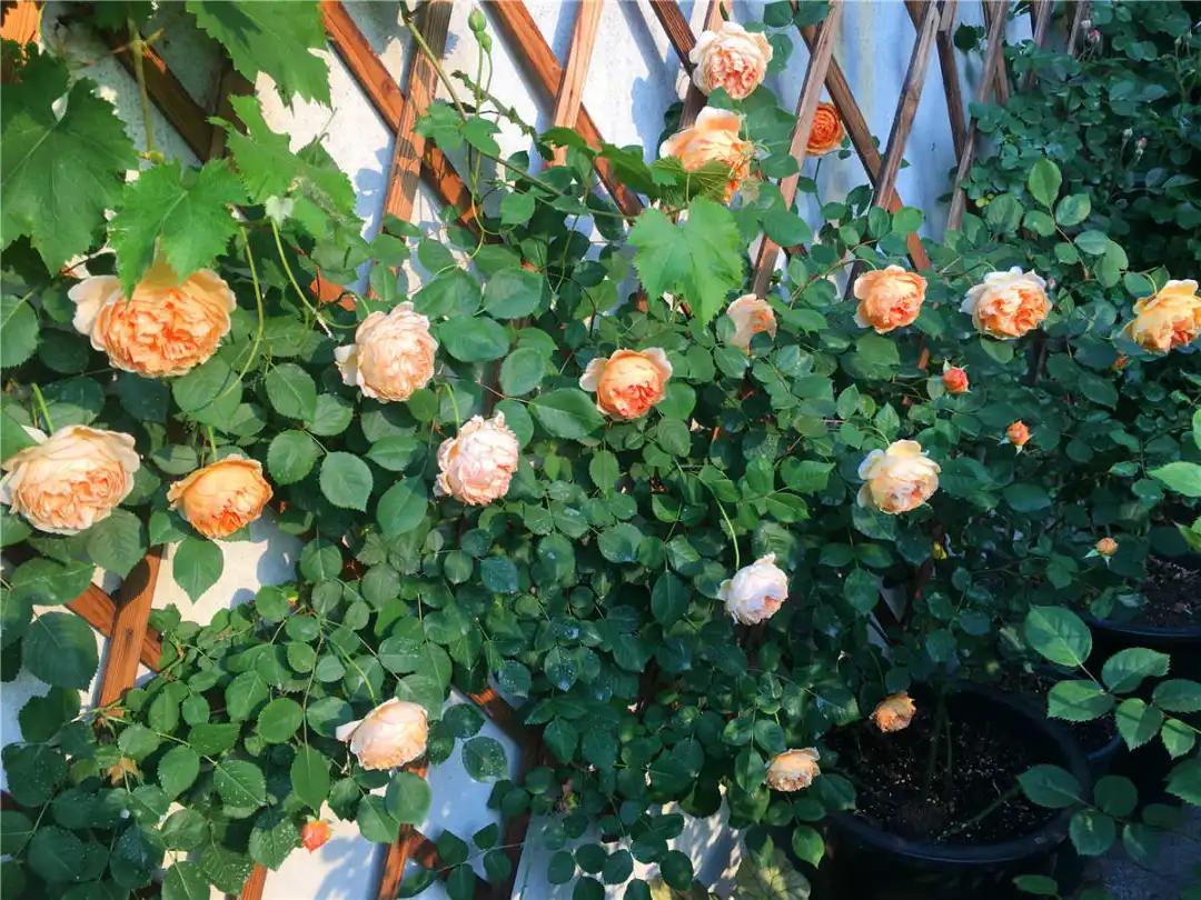 网购的月季花苞都垂头了怎么办,太阳暴晒后月季花苞垂头怎么办