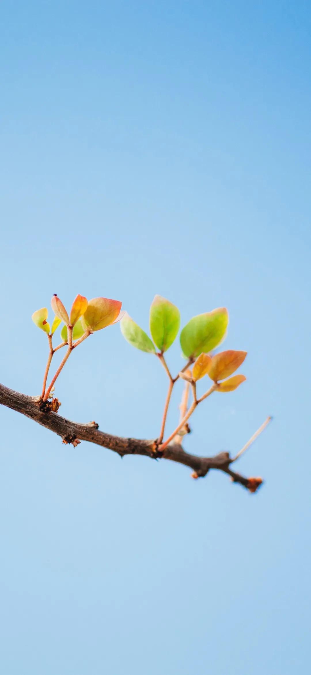 文艺素雅治愈植物手机壁纸,唯美治愈系手机壁纸植物