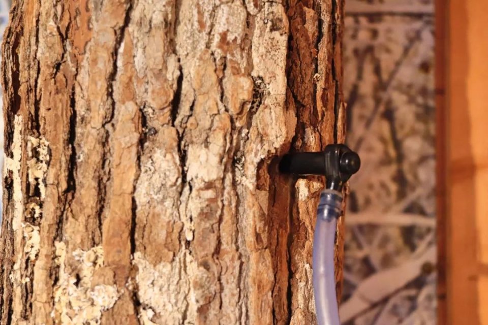 去加拿大旅行一定要买这个回国