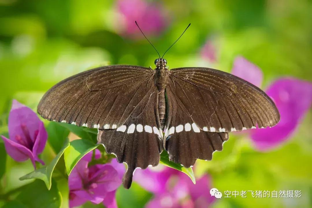 奥林巴斯12-100pro参数,奥林巴斯12-100pro镜头测评