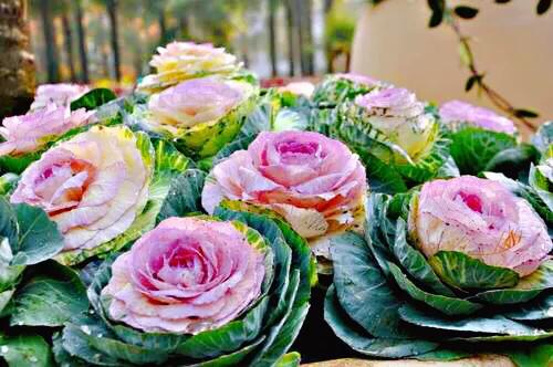 羽衣甘蓝开花图,好看的羽衣甘蓝