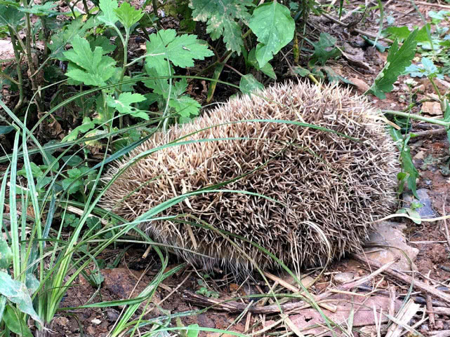 一天能吃掉半斤白蚁，曾是农业一大益兽，却被当补品差点吃绝了