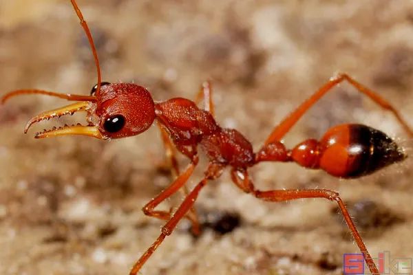 Sbike动植物百科：世界体型最大的各科目昆虫排行，奇妙！（上）