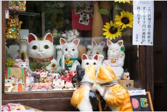 来到日本不能错过章鱼小丸子,去京都不可错过的和服体验