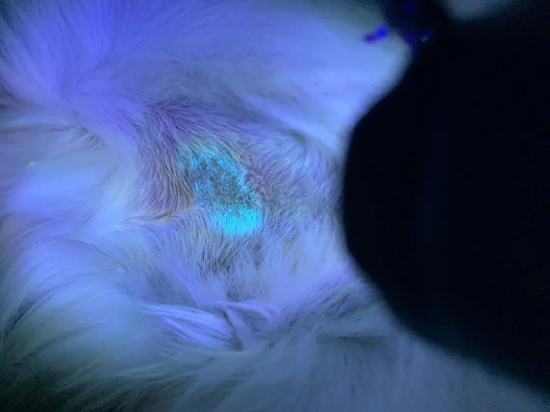 铲屎官用什么治猫癣,铲屎官长猫癣涂什么药膏