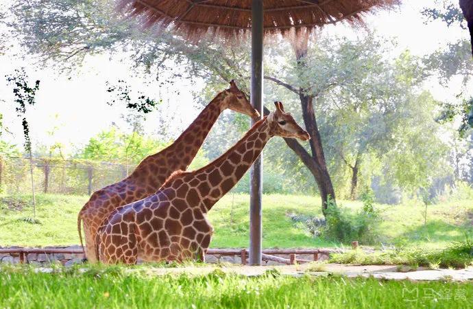 哪个动物园可以和动物亲密接触,野生动物园近距离接触动物感触