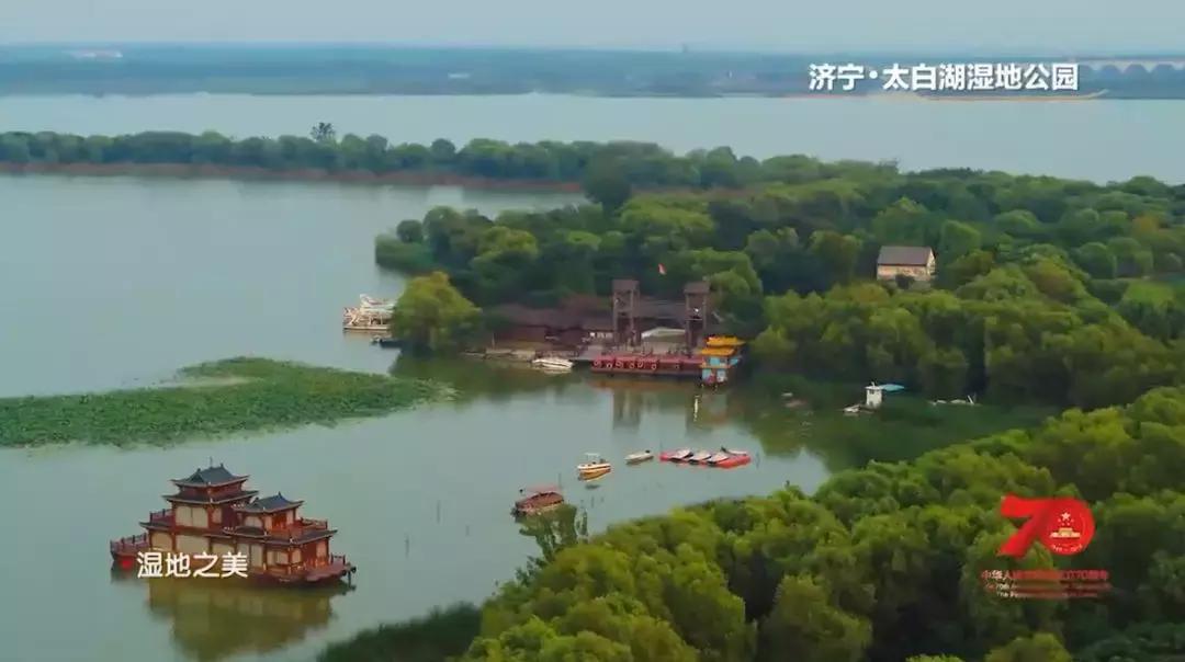 济宁任城湿地公园荷花,济宁莲花湿地