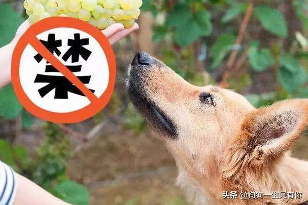 狗狗不能吃哪几种蔬菜水果,狗不能吃的水果和食物