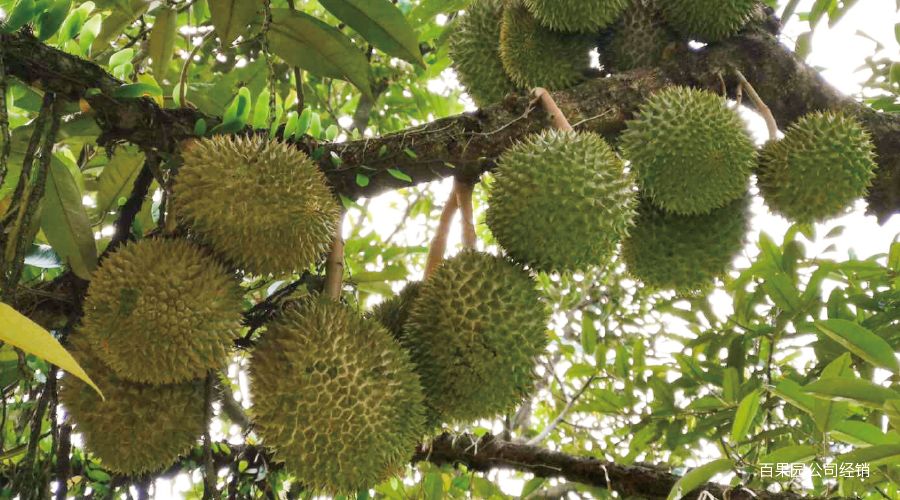 猫山王榴莲上市了吗,猫山王榴莲几月份成熟上市