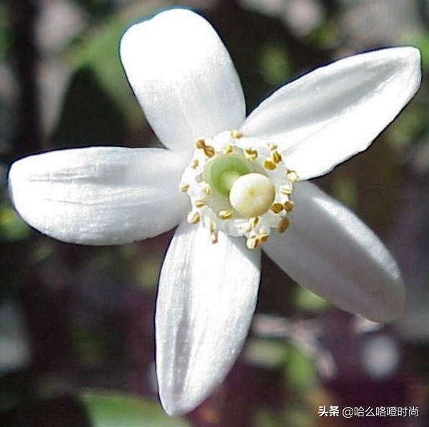 橙花精油的功效与用法禁忌是什么,橙花精油的九大妙用