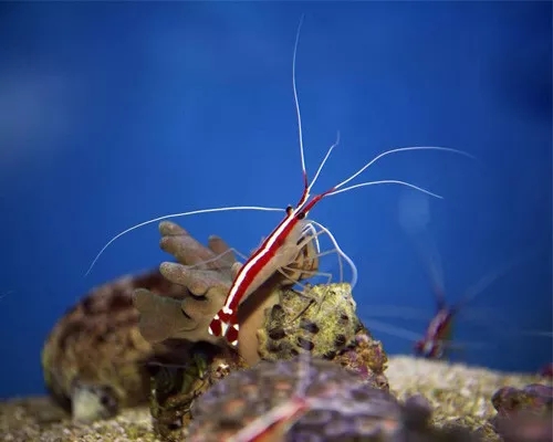 海水鱼青蛙会打架吗,海水鱼打架鱼鳍受伤
