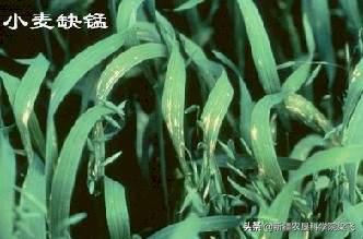 玉米缺磷的症状及治疗方法,玉米苗期缺磷和其他缺素症的区别