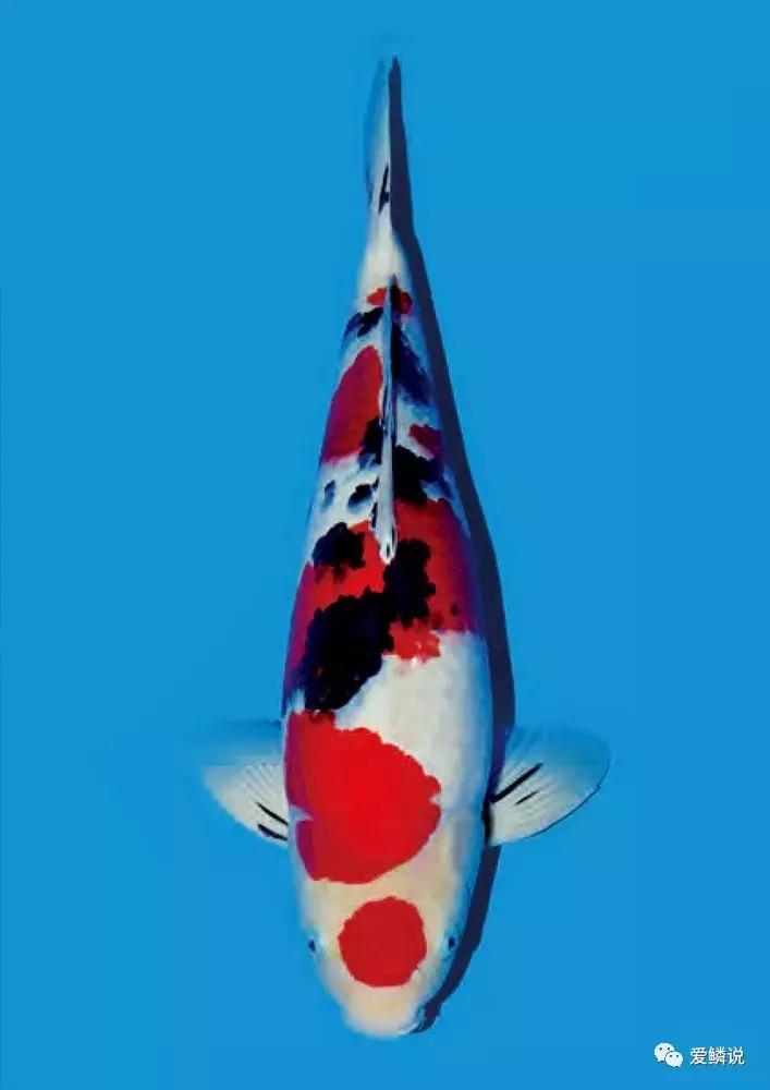 如何正确的治疗肠炎,肠炎的预防护理性知识有什么