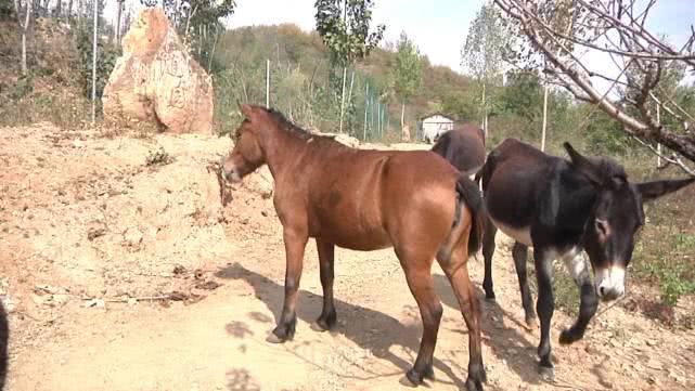 向往的农村生活怎么赚钱,回农村花百万打造向往的生活