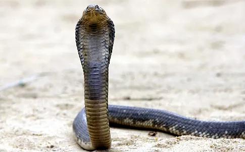 南方九大毒蛇是哪九种,岳阳十大毒蛇