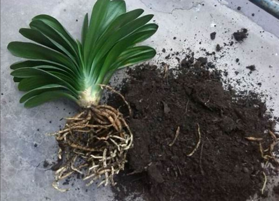 刚买君子兰换盆方法,刚买的君子兰换盆的正确方法