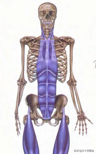 国外压缩性骨折治疗方案,压缩性骨折自愈技巧图片