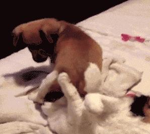 如何挑选狗粮猫粮,如何挑选优质猫粮狗粮