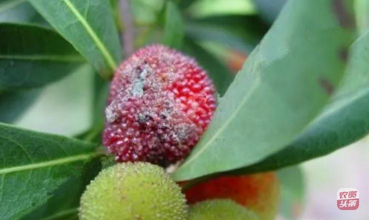 种植杨梅树多少平米一棵,杨梅树庭院种植位置图片