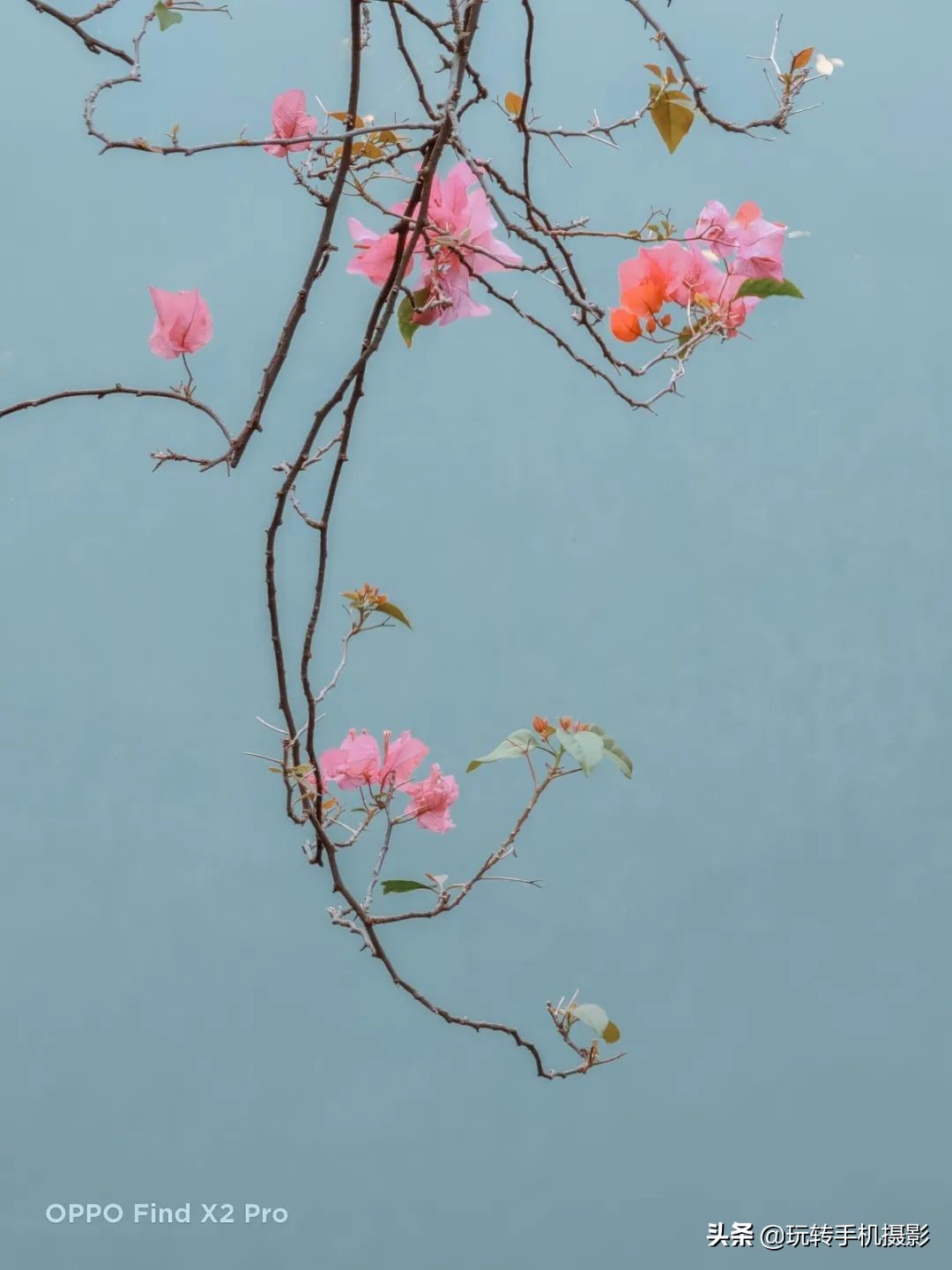 oppo拍照与苹果对比,哎哟不错哦周杰伦试听