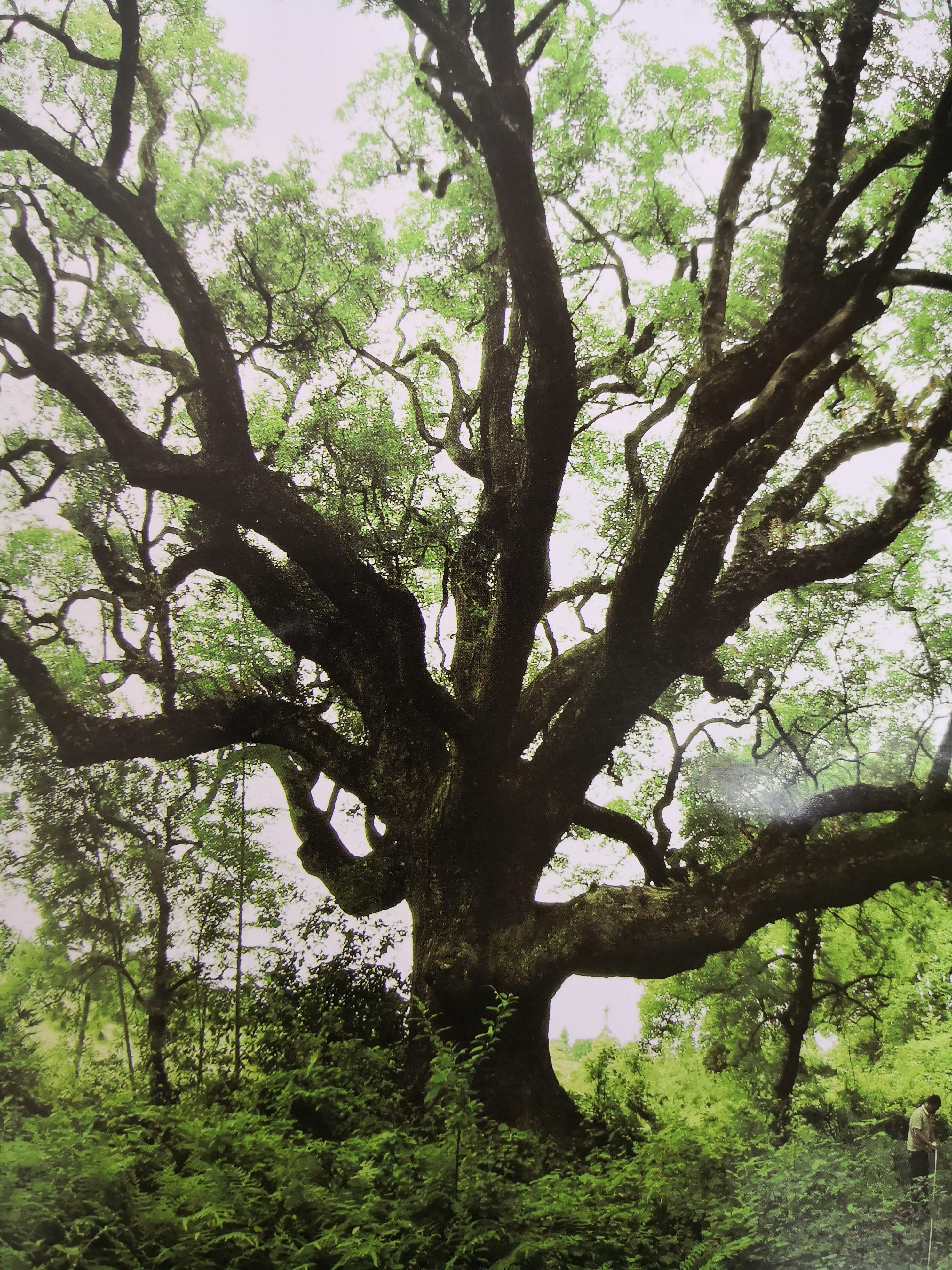 湖广填四川话图片,湖广填四川方言词汇
