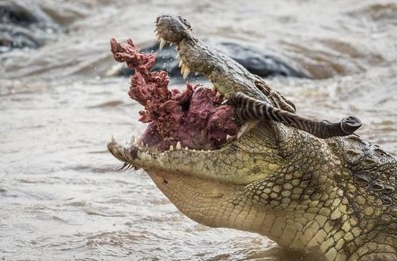 鳄鱼生男生女,鳄鱼生的孩子有多可怕