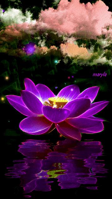 海边水中玫瑰花图片高清大图,最美山水花草倒影图片