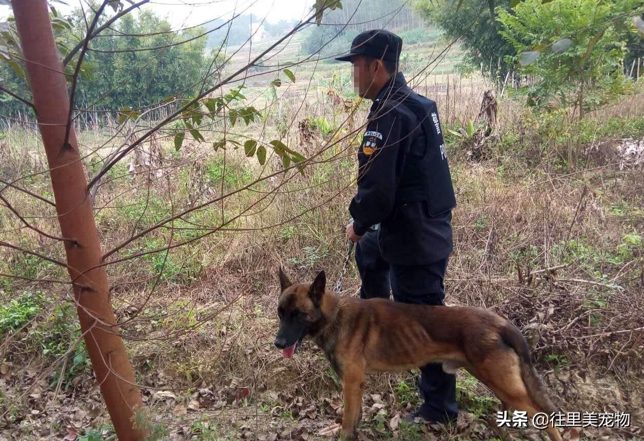 训狗师怎么训练狗狗不挑食,怎样训练狗狗追踪嗅源
