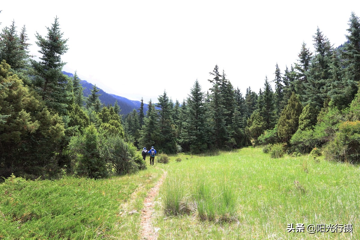 静谧森林和沙漠交界处,静谧森林红色石头